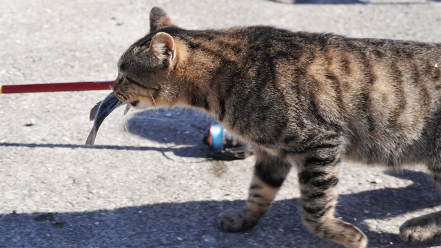 お魚咥えたドラねこ